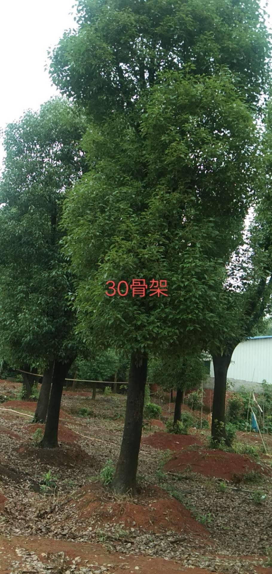 30骨架香樟树
